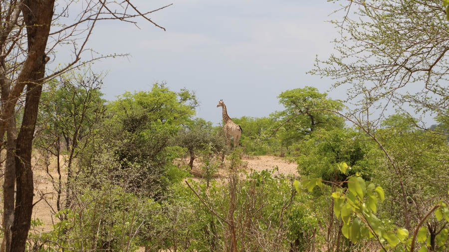 Zimbabwe Hwange national park