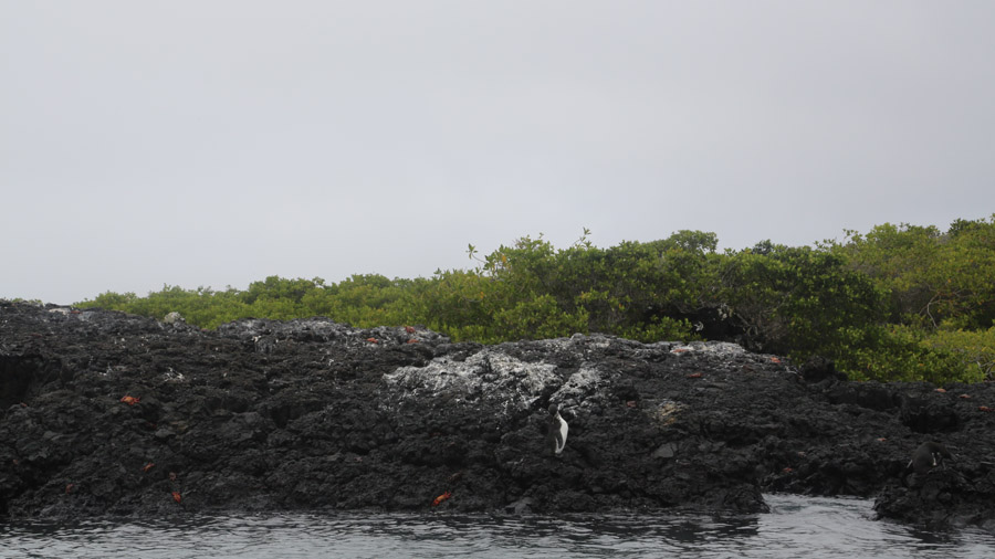 262-archipel-des-galapagos-isabella