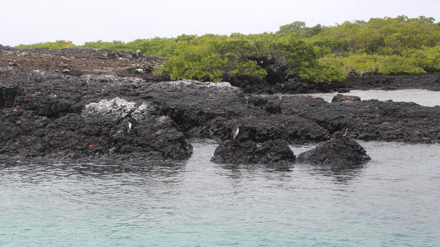 266-archipel-des-galapagos-isabella