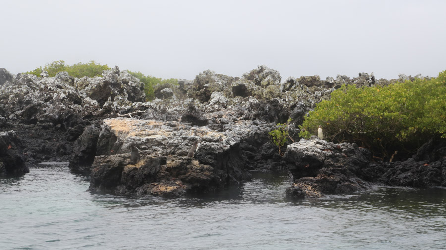 271-archipel-des-galapagos-isabella