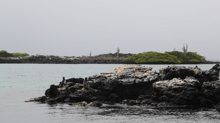 272-archipel-des-galapagos-isabella