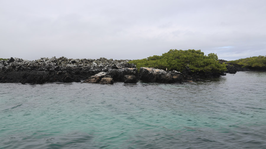 276-archipel-des-galapagos-isabella