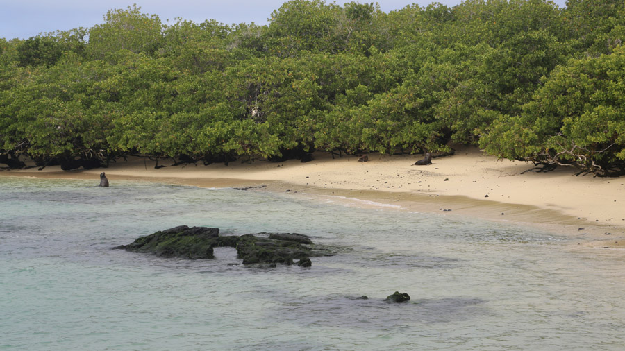 317-archipel-des-galapagos-isabella
