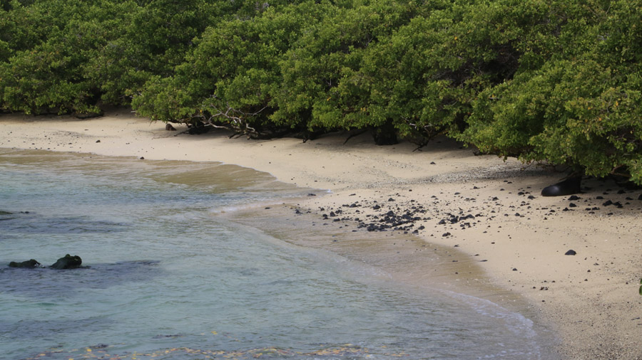 319-archipel-des-galapagos-isabella