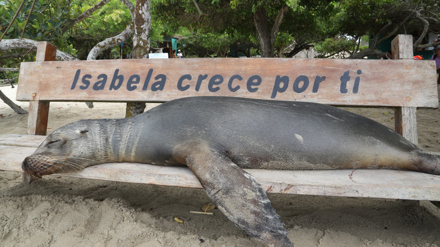 63-archipel-des-galapagos-isabella