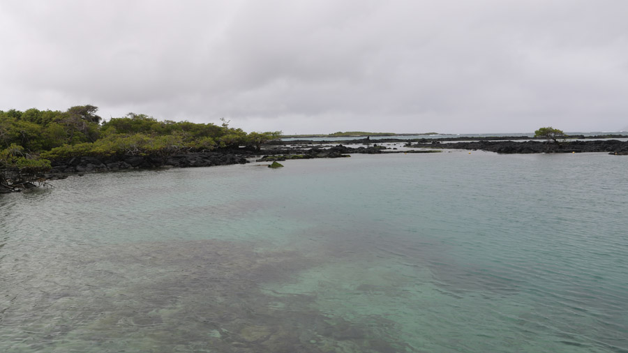 86-archipel-des-galapagos-isabella