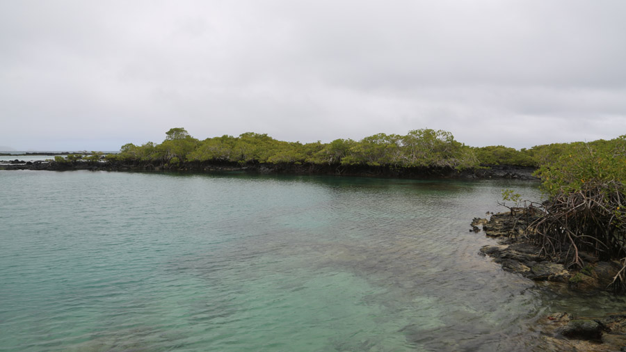 87-archipel-des-galapagos-isabella