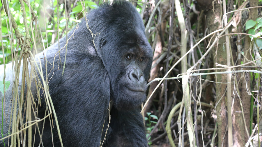 Congo - gorille - parc virunga