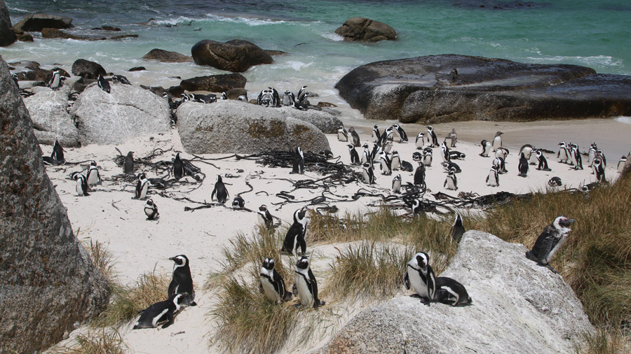 Afrique du Sud Pingouins