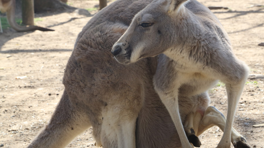 Australie Kangourou Vue de face