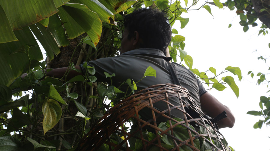 Bangladesh Cueilleur de feuilles