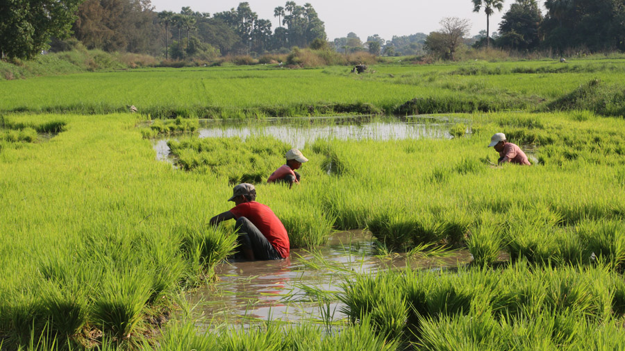 Birmanie Cueilleur du riz