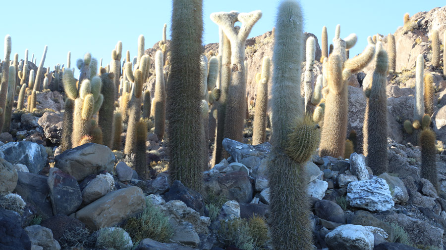 Bolivie Cactus