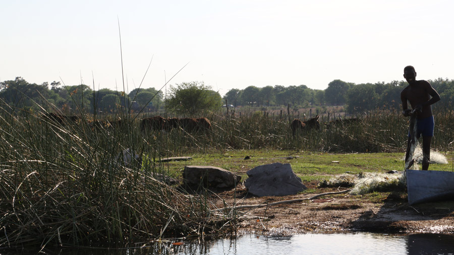 Botswana Delta de l Okavango