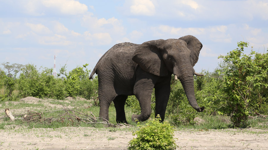 Botswana Elephant.JPG
