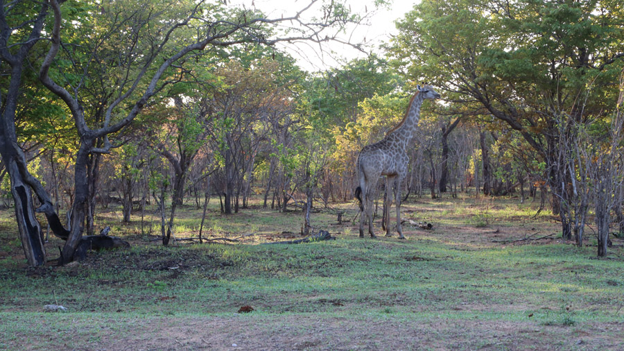 Botswana Parc Chobe Girafes