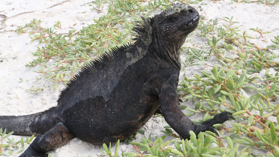 Galapagos Iguane