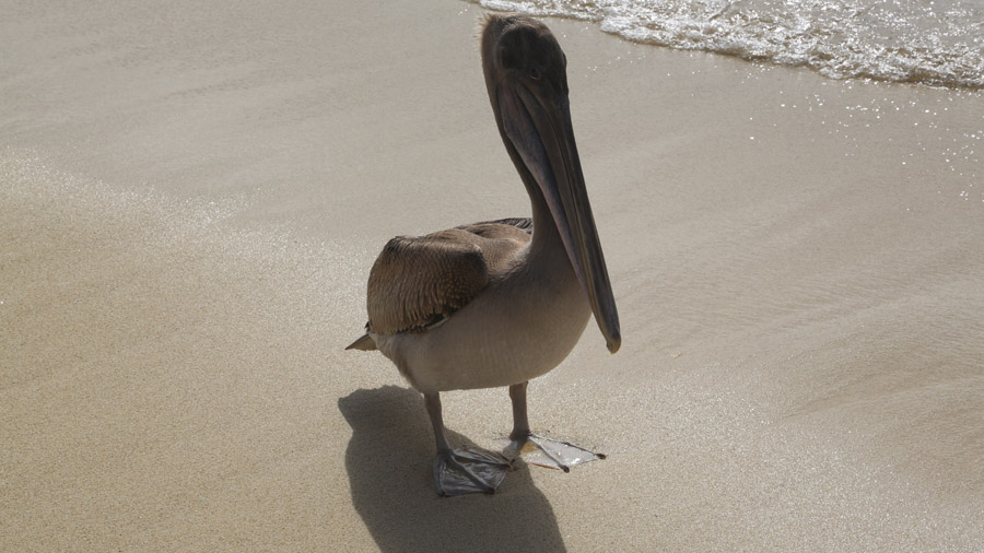 Galapagos Oiseau