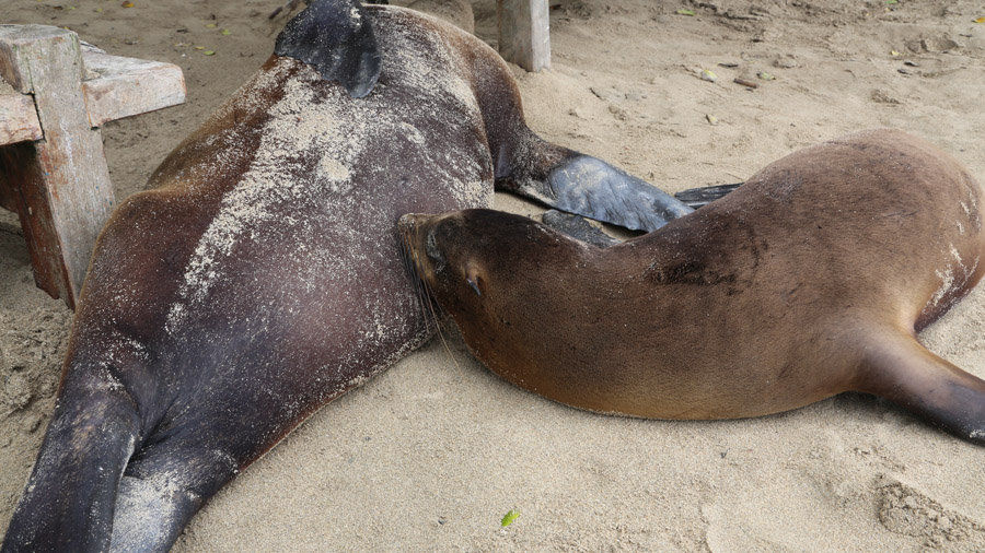 Galapagos Otaries Femelle et son enfant