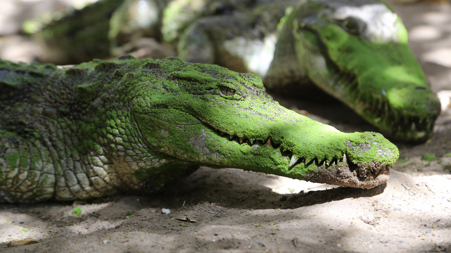 Gambie Lac aux crocodiles de Kachikally