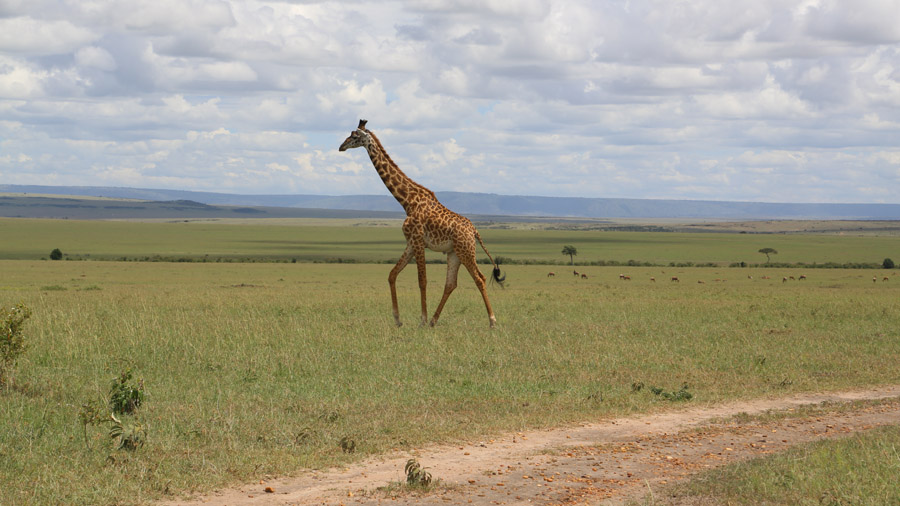 Kenya Girafes