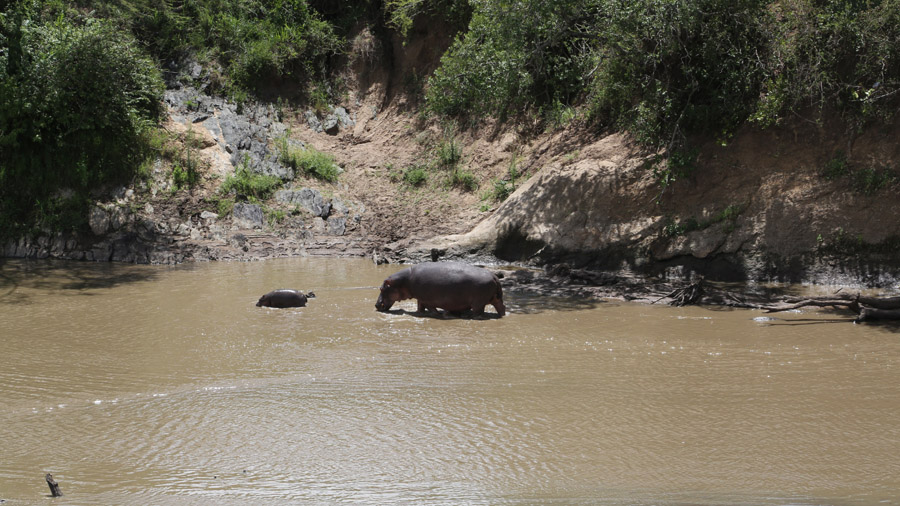 Kenya Hippopotames