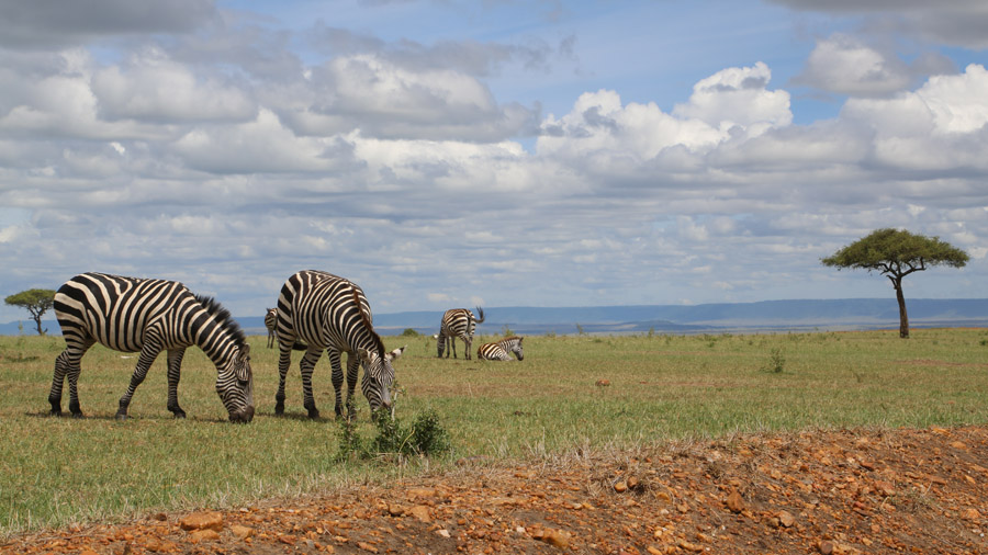 Kenya Zèbres