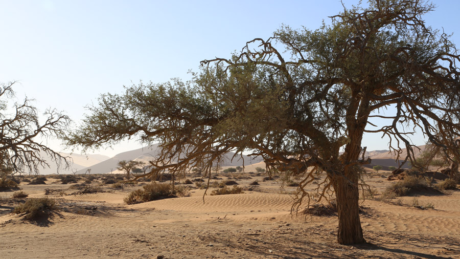 Namibie Desert de Namib