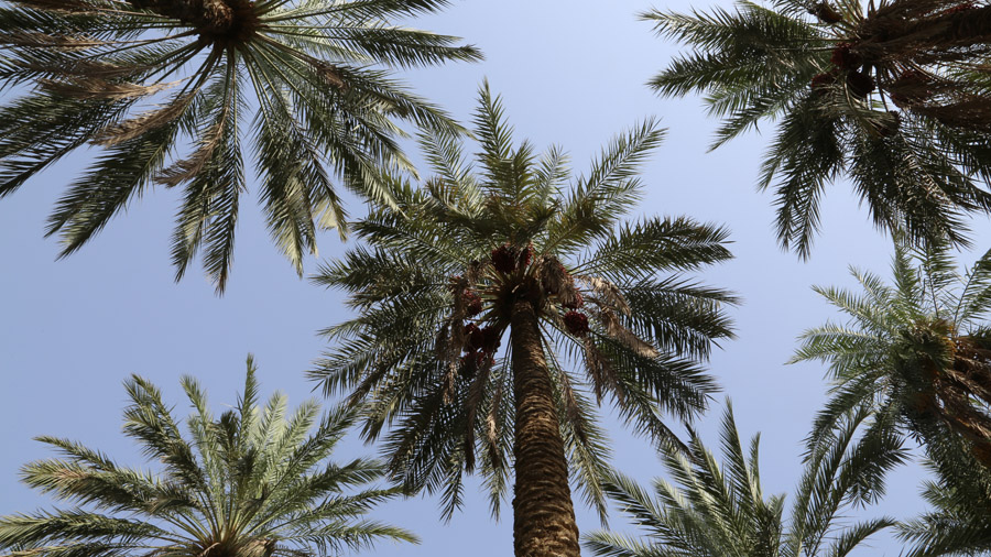 Oman Palmiers