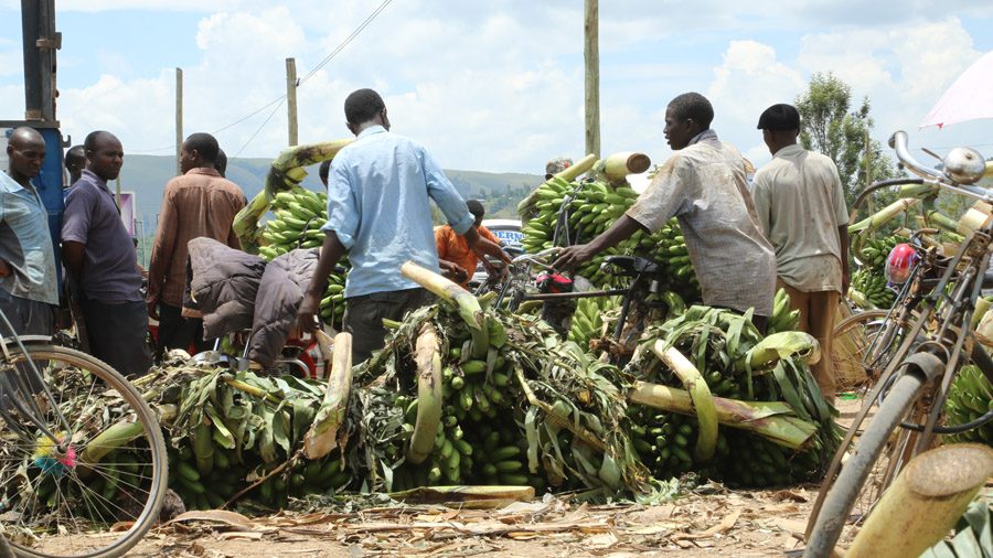 Ouganda Marche aux bananes