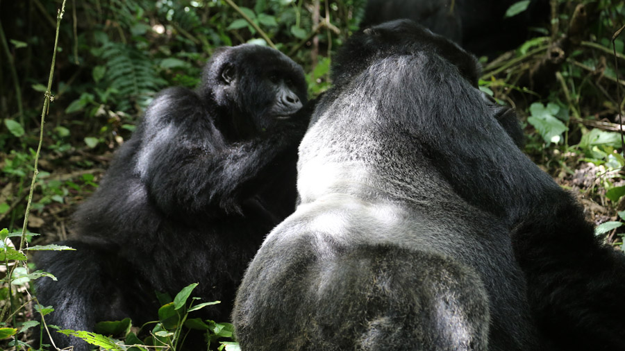 RDC Famille de gorilles