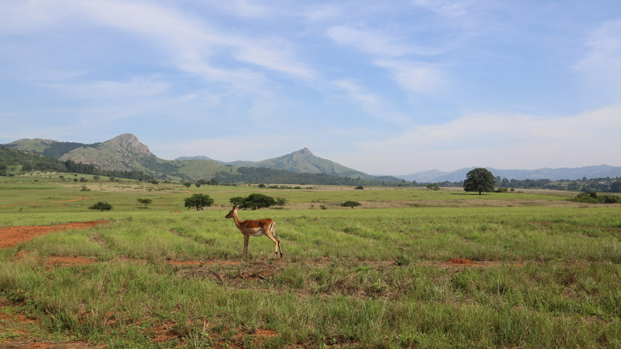 Swaziland Mlilwane Wildlife Sanctuary