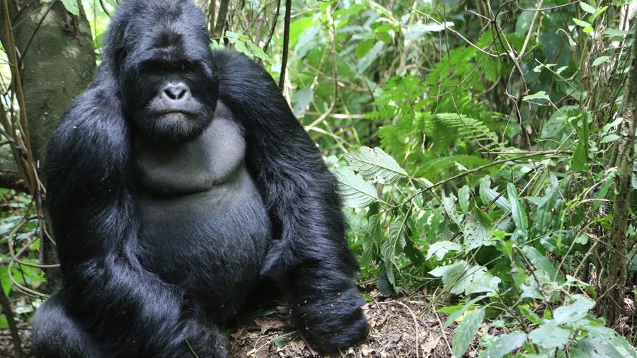 RDC Gorille male