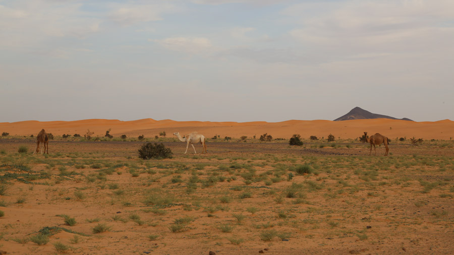Mauritanie Adrar Desert