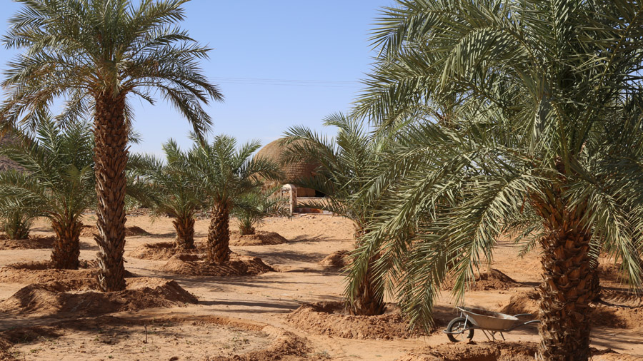 Mauritanie Adrar Oasis