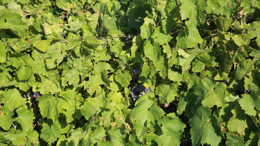 Italie Sicile Marsala Raisins et vignes