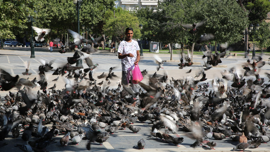 Grece Thessalonique Homme avec pigeons
