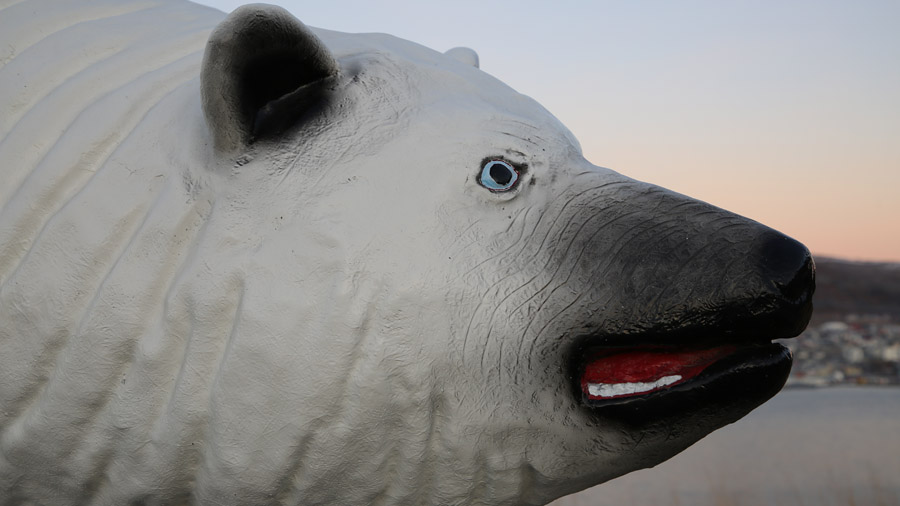 Norvege Polar bear