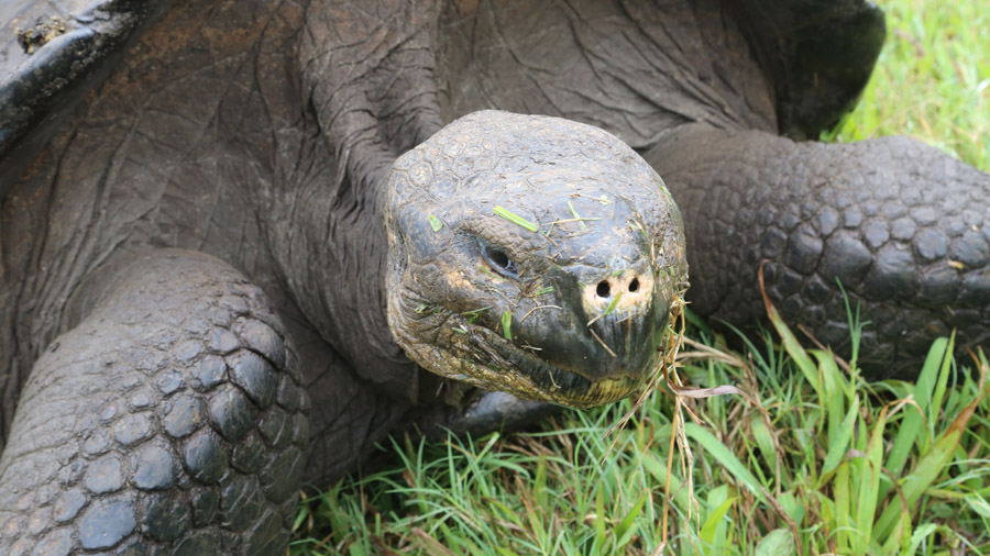 Tortue géante des Galapagos en train de manger de l'herbe.