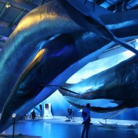 Islande Reykjavik Musee de la baleine