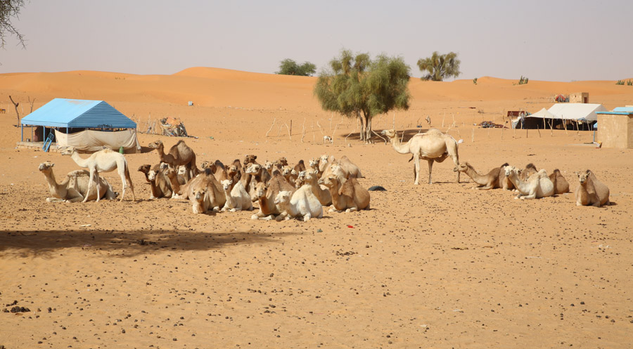 Mauritanie Oued de Matmata Dromadaires